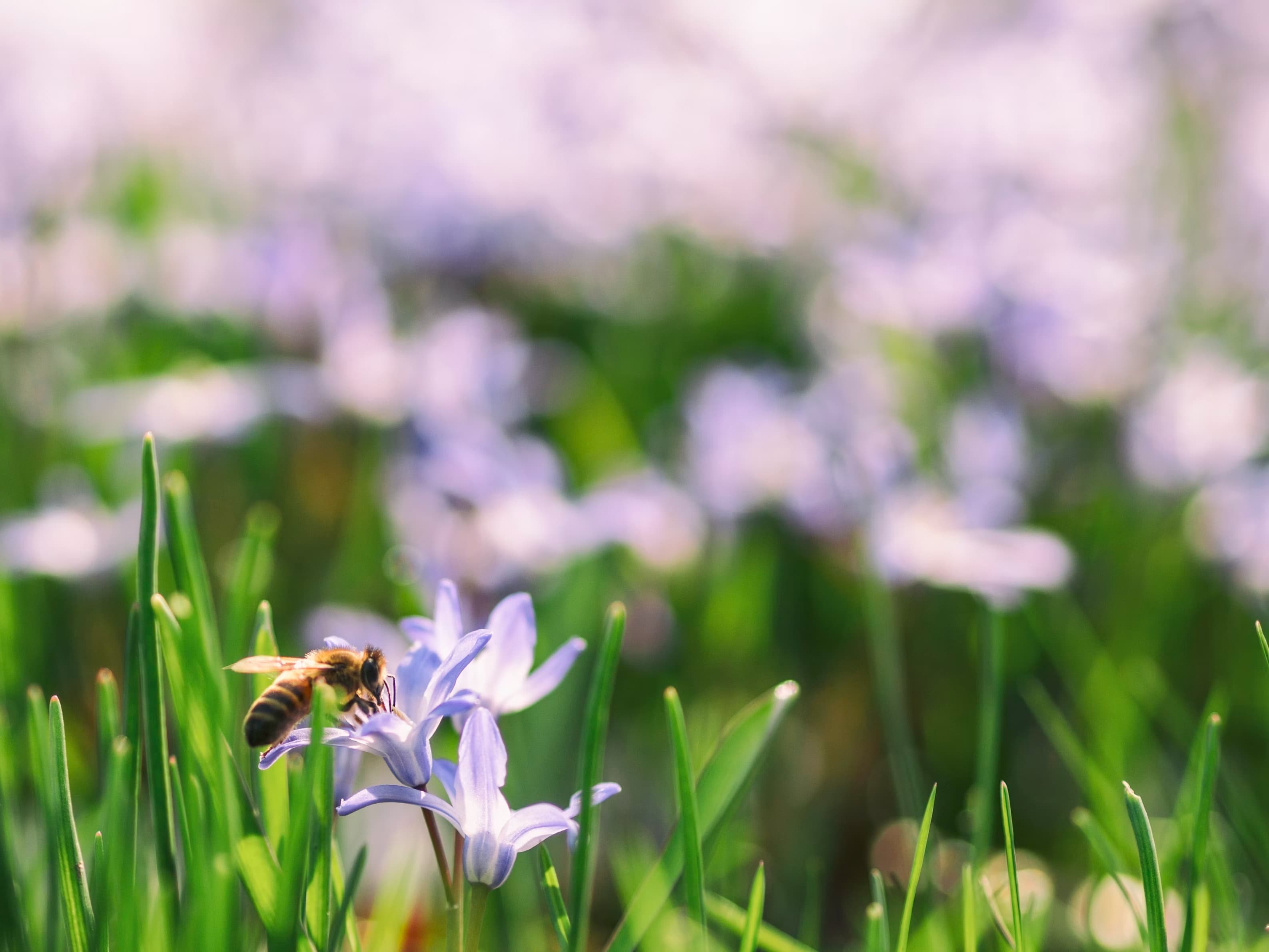 Bee