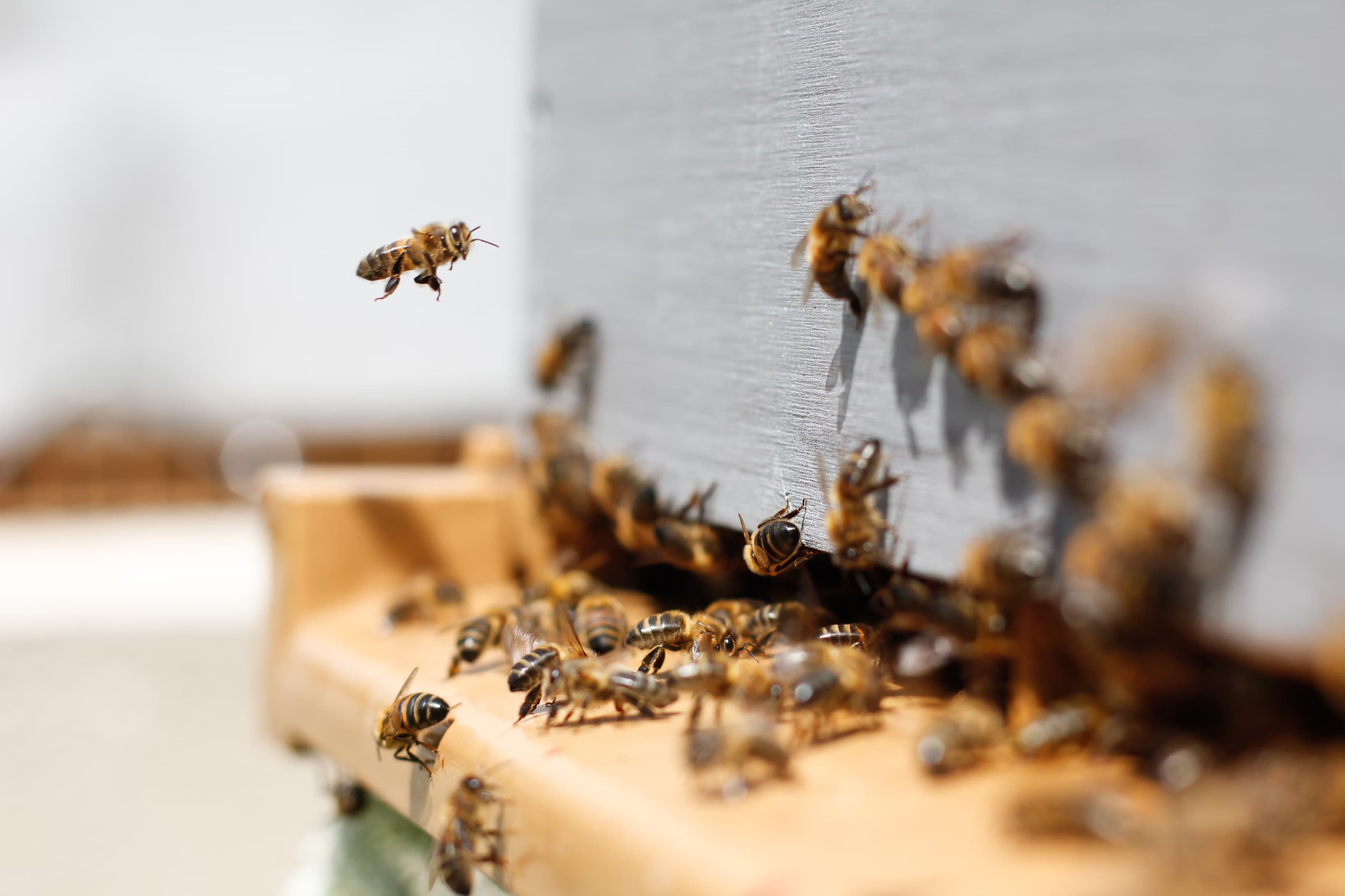 Bees in background flying to their beehive